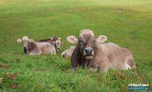 أبقار الحليب أبقار التربية اثوار للذبح