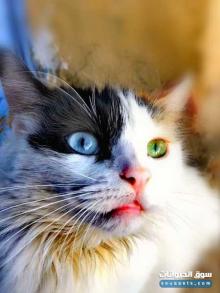 قطة شيرازي بيضا شابة بزاف