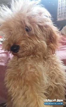 كلب كانيش للبيع