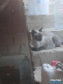 إعلان عن بيع قطط