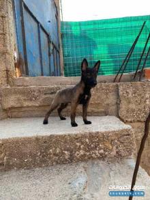 malinois chebab