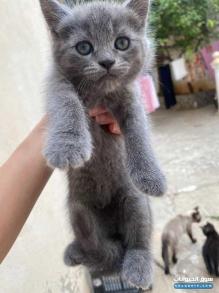 بيع قطط أنثى وذكر من نوع بريتش أعمارهم شهرين