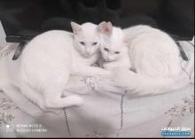 للبيع قطة أنغورا تركية أصلية عمرها شهرين