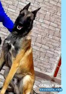 كلب حراسة شرس وقوي عمره 4 سنوات مدرب