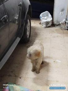 كلب ك كانيش ذكر